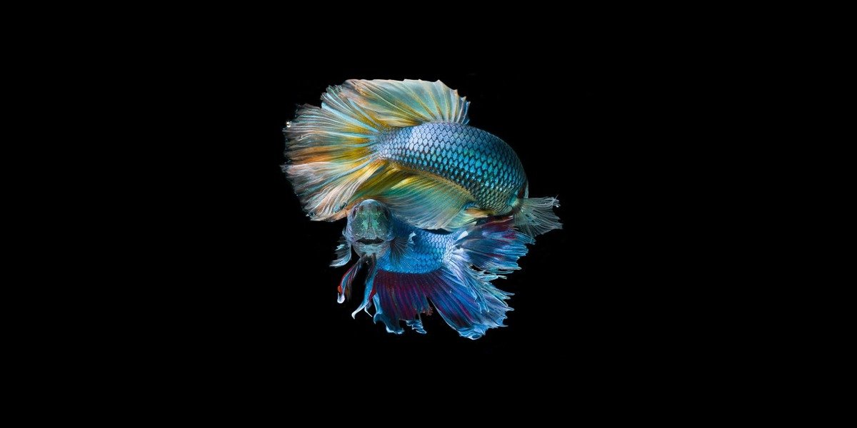 Swimming With The Faux-Fishes