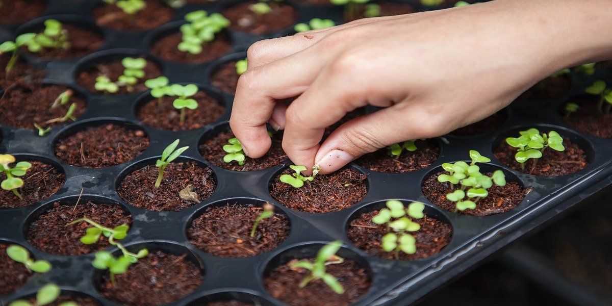 Is The Emergence Of Vertical Farming The Ultimate Solution?