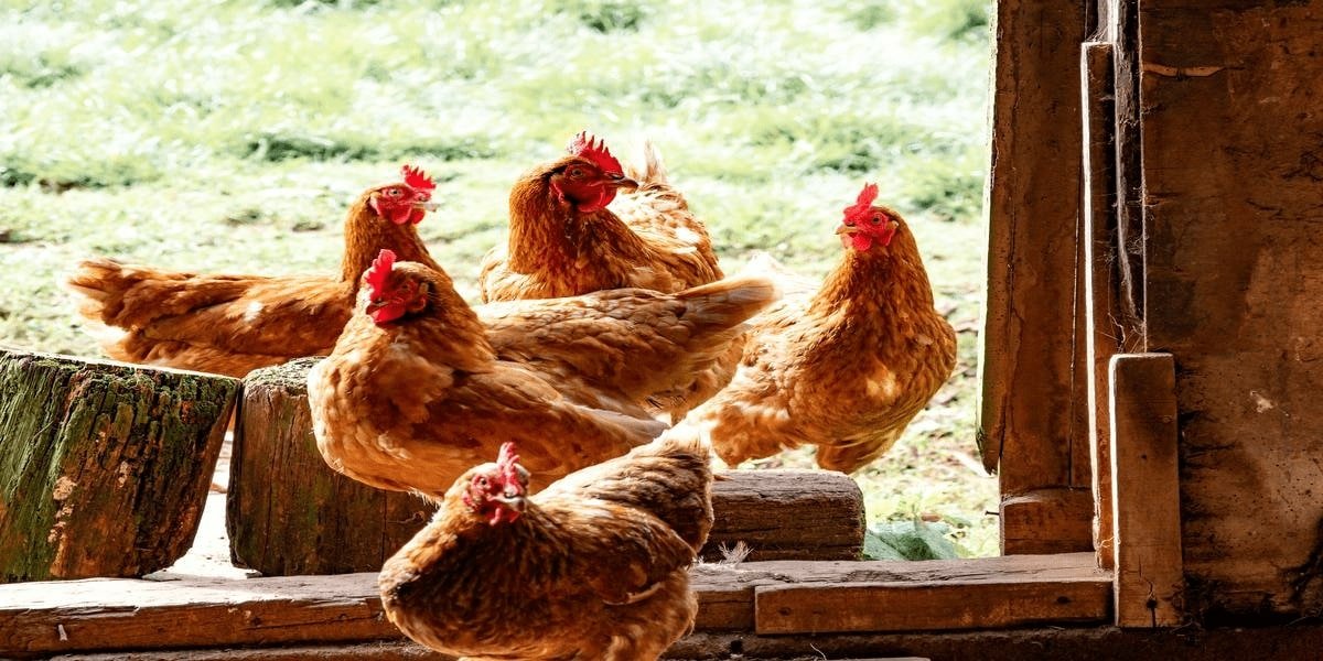 How Knowledge Ridge Enabled Expert Insights in the Global Animal Health and Nutrition Domain